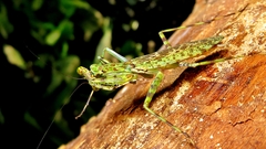 Fuga annulipes