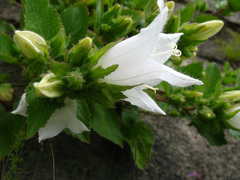 Campanula pendula