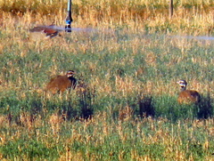 Eupodotis caerulescens