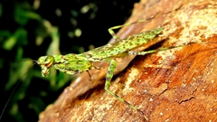 Fuga annulipes