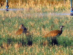 Eupodotis caerulescens
