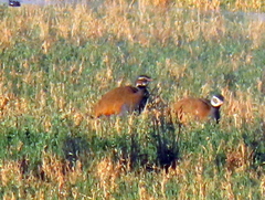 Eupodotis caerulescens