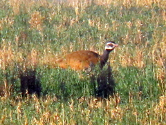 Eupodotis caerulescens