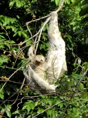 Bradypus variegatus tapajoensis