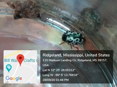 Calligrapha floridana