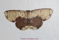 Semaeopus semibrunnea