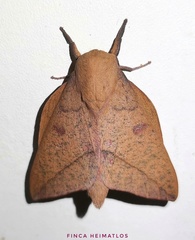 Adeloneivaia