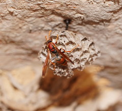 Polistes humilis humilis