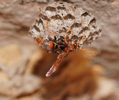 Polistes humilis humilis