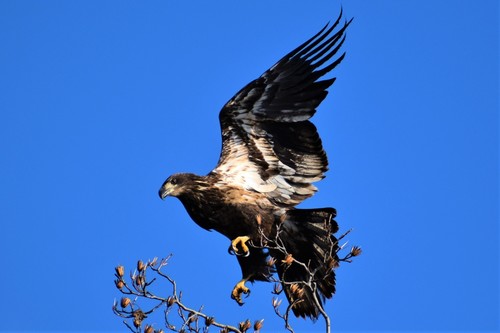 Bald Eagle photographed in Alabama