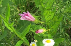 Calystegia pubescens
