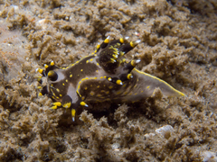 Polycera tricolor image