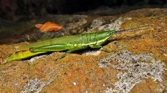 Copiocerinae