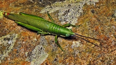 Copiocerinae