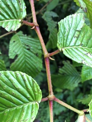 Begonia cooperi