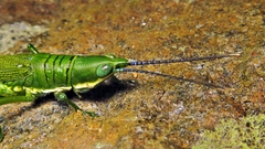 Copiocerinae
