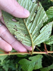 Begonia cooperi