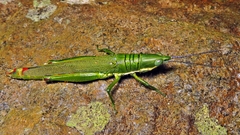 Copiocerinae