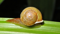 Helicina inaequistriata