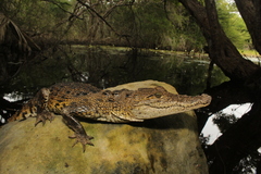 Morelet's Crocodile photo 2
