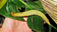 Vaginulus taunaisii