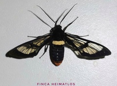 Autochloris cincta