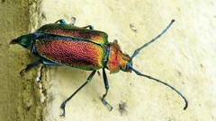 Pyrodes nitidus