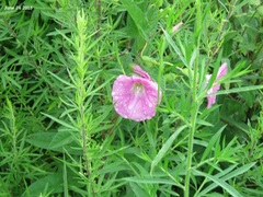 Calystegia pubescens