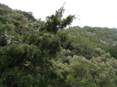 Juniperus cedrus
