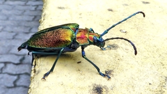 Pyrodes nitidus