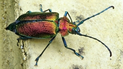 Pyrodes nitidus