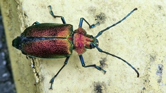 Pyrodes nitidus