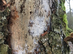 Athelia epiphylla