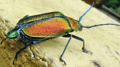Pyrodes nitidus