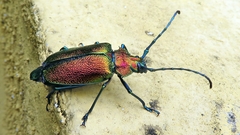 Pyrodes nitidus