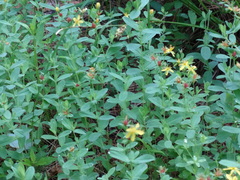 Hypericum ellipticum