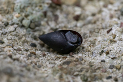 Melanopsis wagneri