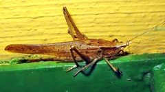 Neoconocephalus truncatirostris