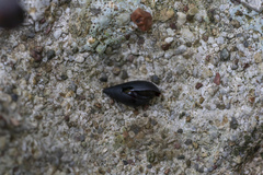 Melanopsis wagneri