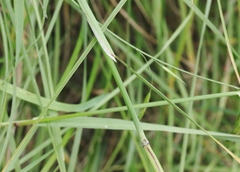 Piptochaetium pringlei