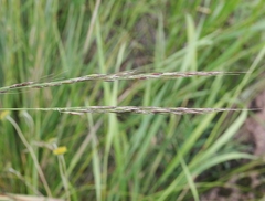 Piptochaetium pringlei