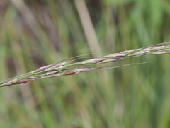 Piptochaetium pringlei