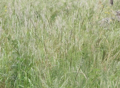 Piptochaetium pringlei