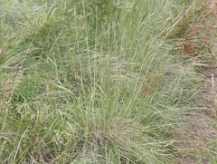 Piptochaetium pringlei