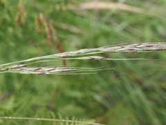 Piptochaetium pringlei