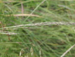 Piptochaetium pringlei