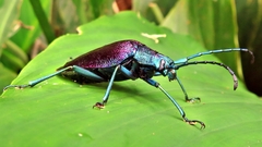 Pyrodes nitidus