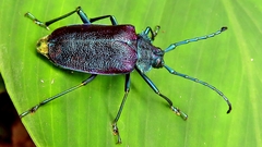 Pyrodes nitidus