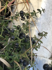 Galium bermudense