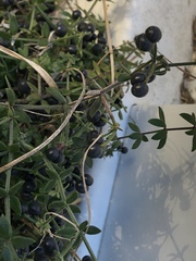 Galium bermudense